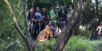 Foto: Eckhard Frerichs / Das ist 3D-Bogenschießen: Gut gelaunte Menschen in der Wildnis, die keine Angst vor Tierattrappen haben.